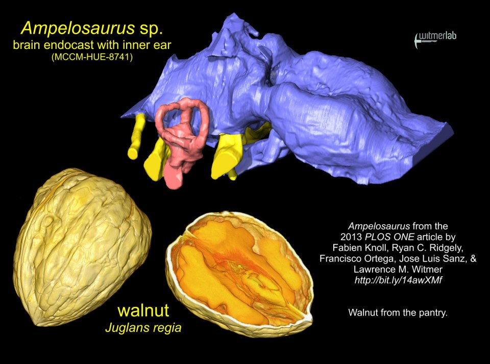 ampelosaurus-walnut.jpg