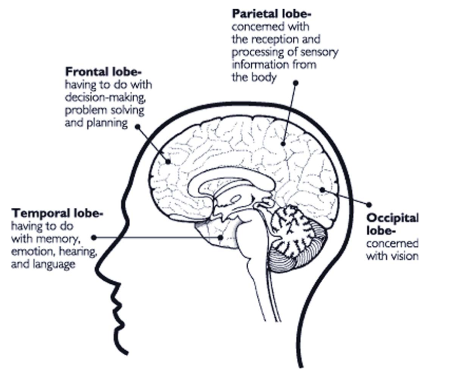 Brain diagram.png